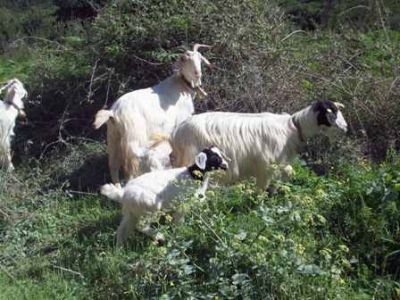 Il canto della mia terra