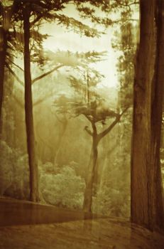 IL MIO PINO (Vento Solitario)