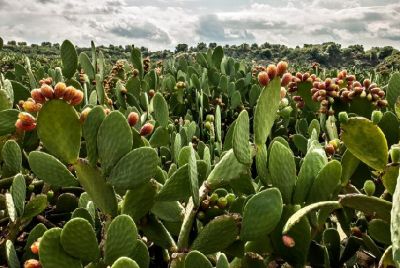 L�albero della vita