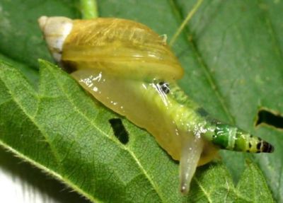 La specie nelle specie