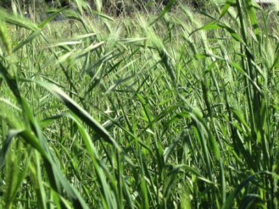 La Danza della Natura