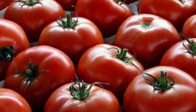 Iniziate a raccogliere pomodori