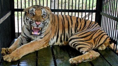 La tigre imprigionata