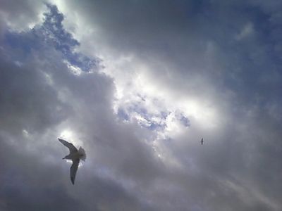 Potrei volare in alto