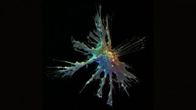 Eco perenne del mio cercare