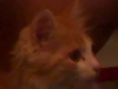 Il compagno di stanza