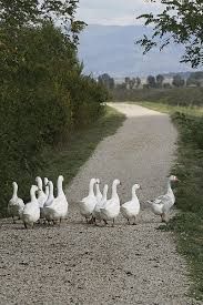 Il canto delle oche