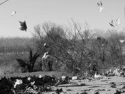 Il sordo rumore di una stupida speranza