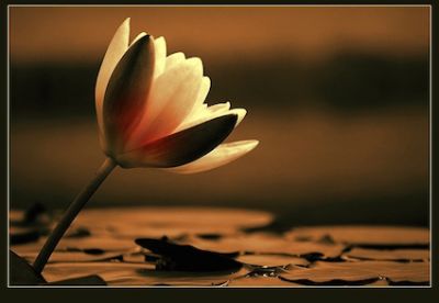 Osannato nostro Signore