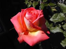 A te che sei in cielo