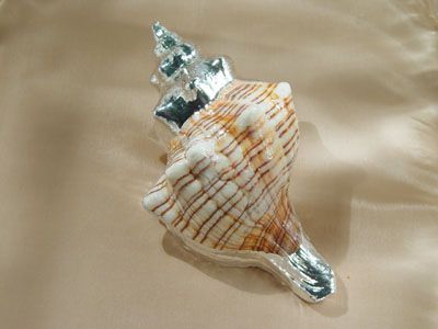 Ti donerò una conchiglia