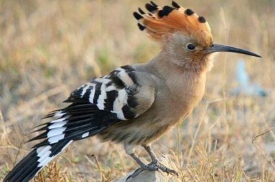 Il canto dell�upupa