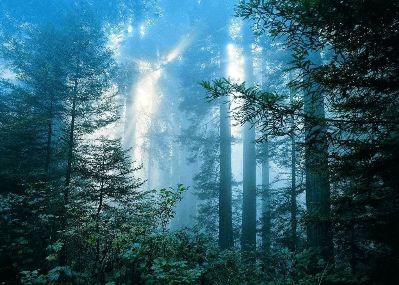 Spirito della Foresta