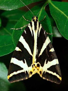 Avrei potuto inseguire un sogno