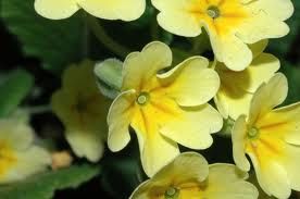 Primula veris