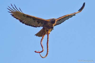 La legge del pi� forte