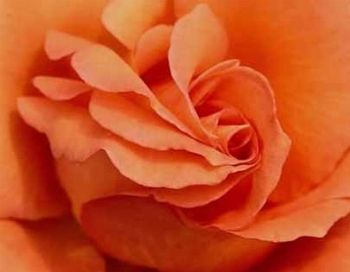 Esercitazione d'Amore