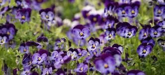 Viole nella spazzatura