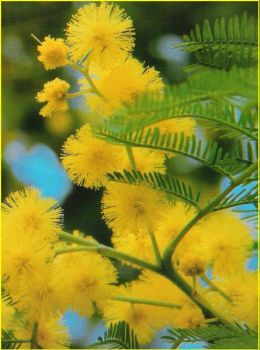 Negli occhi gialli di mimosa