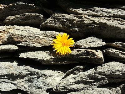 Come Fiore su Pietra