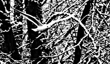 Eutanasia di un Amore