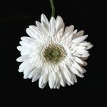 Per sempre nel ricordo