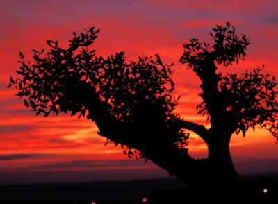 Rosso tra gli ulivi