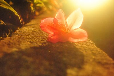 The end of each brood  