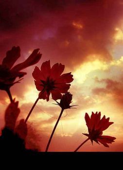 Il sapore più afflitto