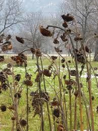 Il sole smarr� la ragione