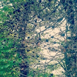 Contro i capelli lunghi