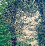 Contro i capelli lunghi