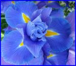 Il Fiore della Saggezza