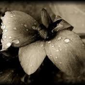 Vincolata dalla bestia