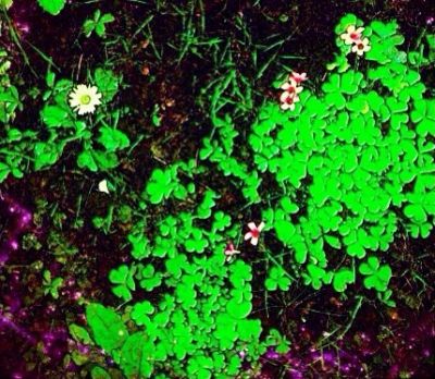 Smeraldino luccichio