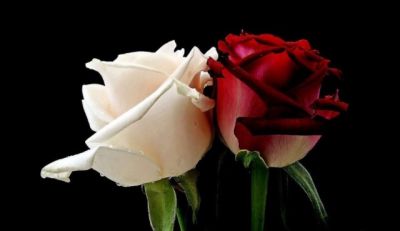 Le intenzioni del vivere