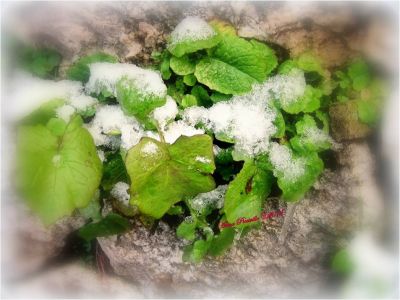 Dei miei giovani inverni