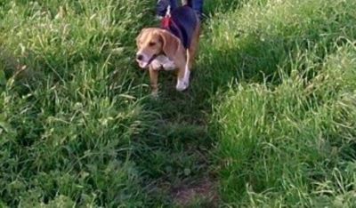 Lieta vago fra i campi