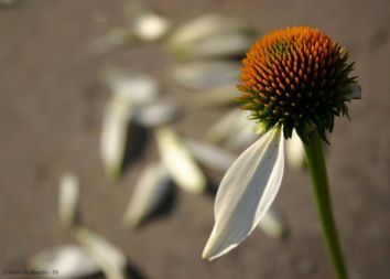 Pessimismo co (s) mico