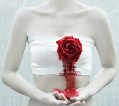 Le parole di una rosa