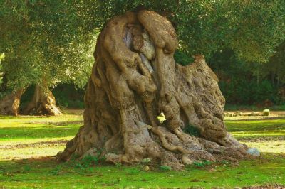 Il canto degli ulivi