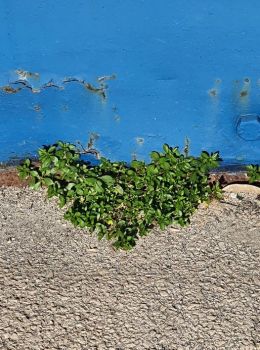 Tra le rughe dell�asfalto