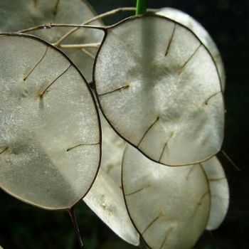 Lunaria