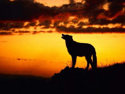 L'amore che non c'�