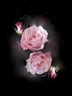 L'arte autentica dell'amare  