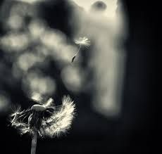 Sprigionata essenza rubata dal vento