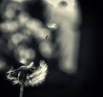 Sprigionata essenza rubata dal vento