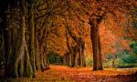 Come ogni Autunno