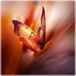 Farfalla di fuoco