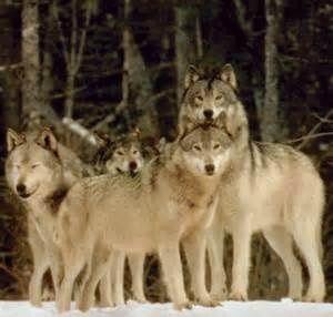 Lupi affamati